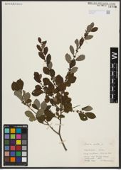 Foto von Salix aurita L.